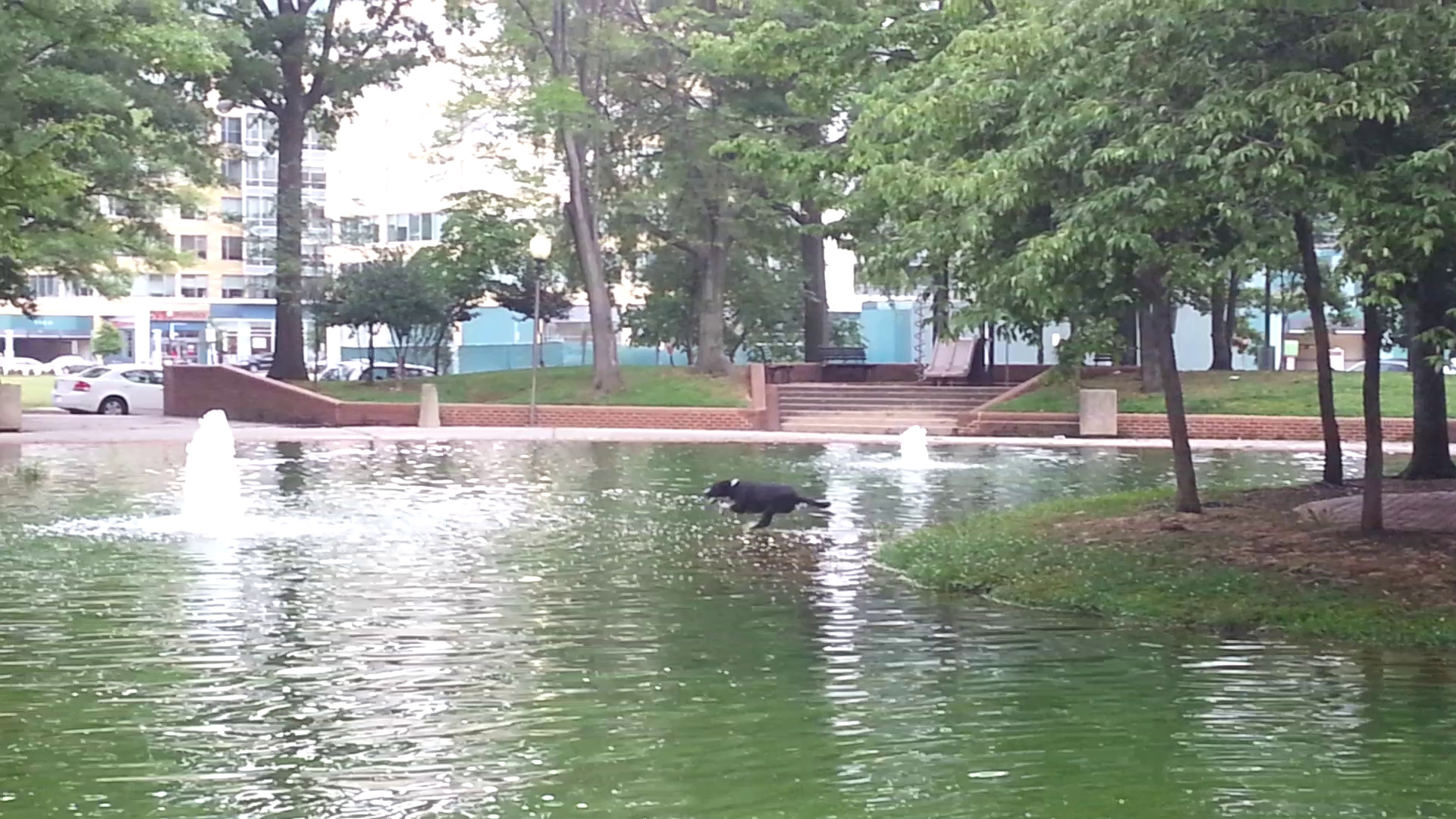 Duck Pond 2